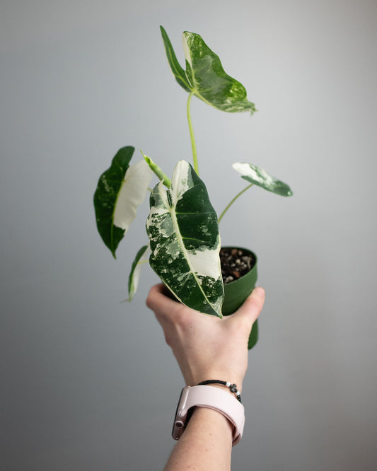 4" Variegated Alocasia 'Frydek'