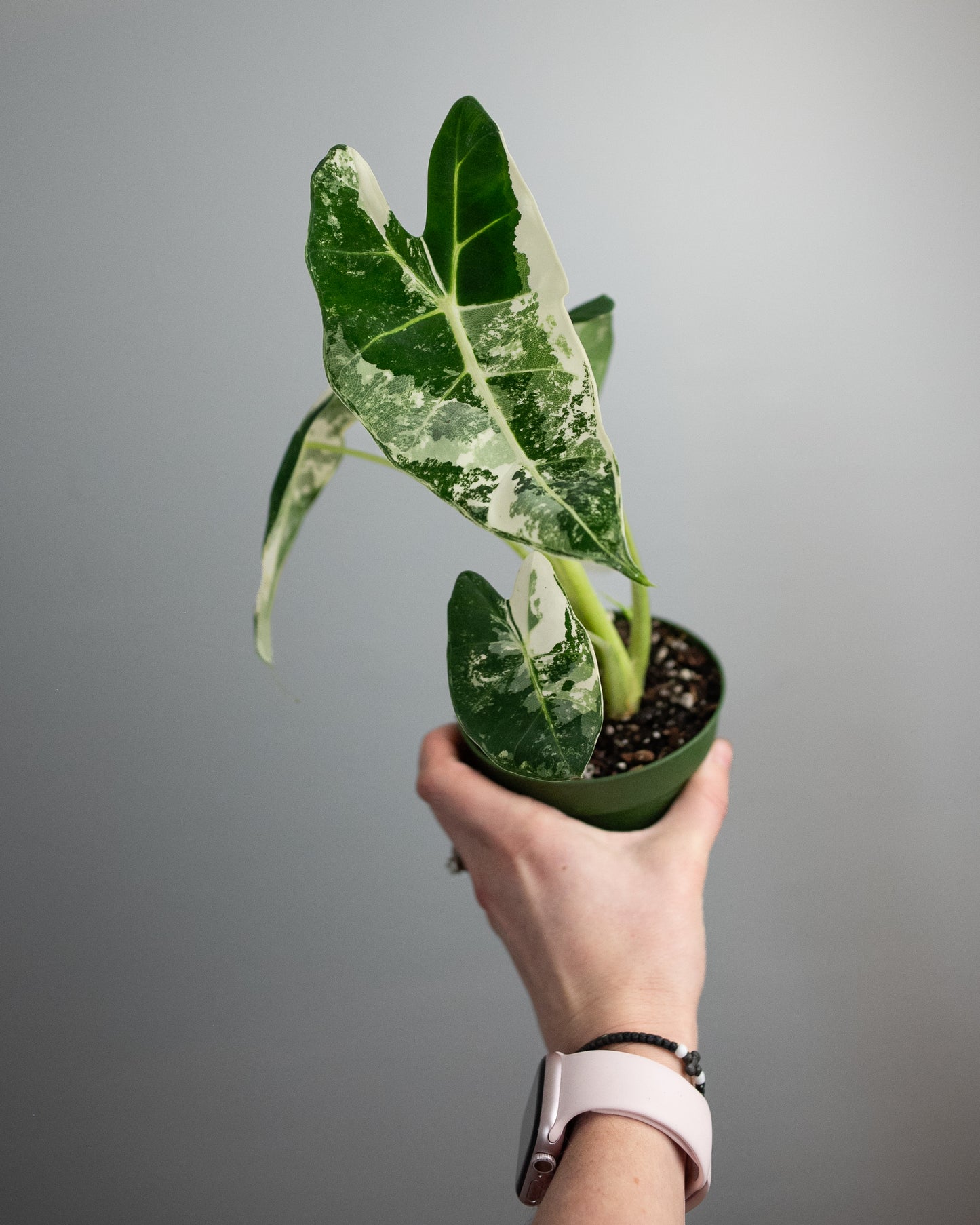 4" Variegated Alocasia 'Frydek'
