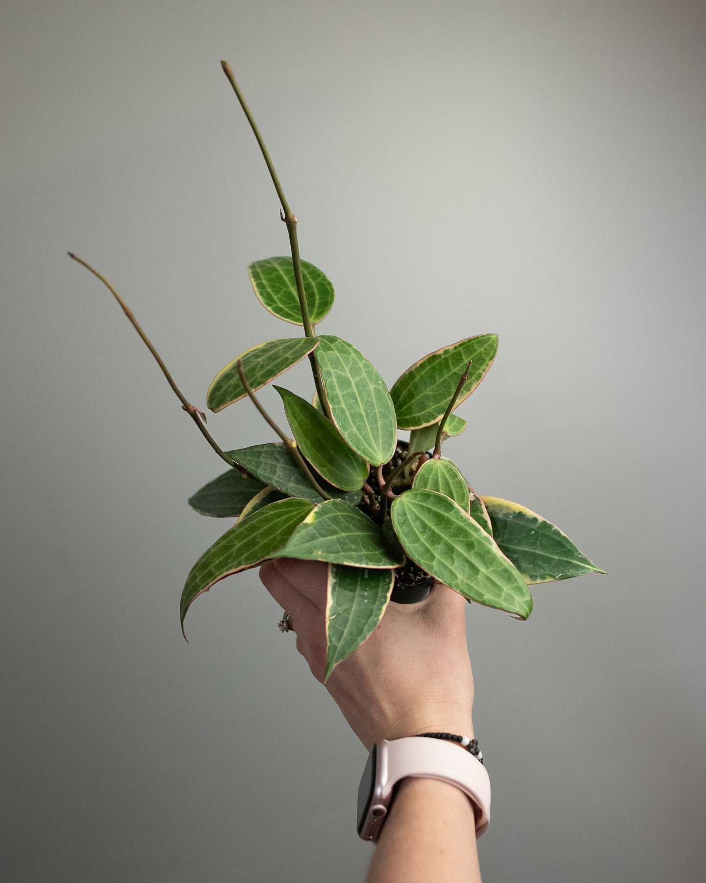 4" Variegated Hoya 'Macrophylla'
