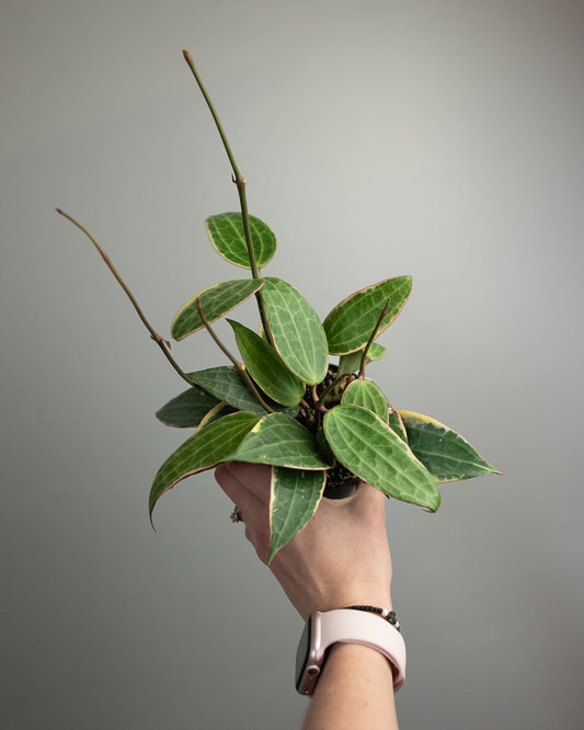 4" Variegated Hoya 'Macrophylla'