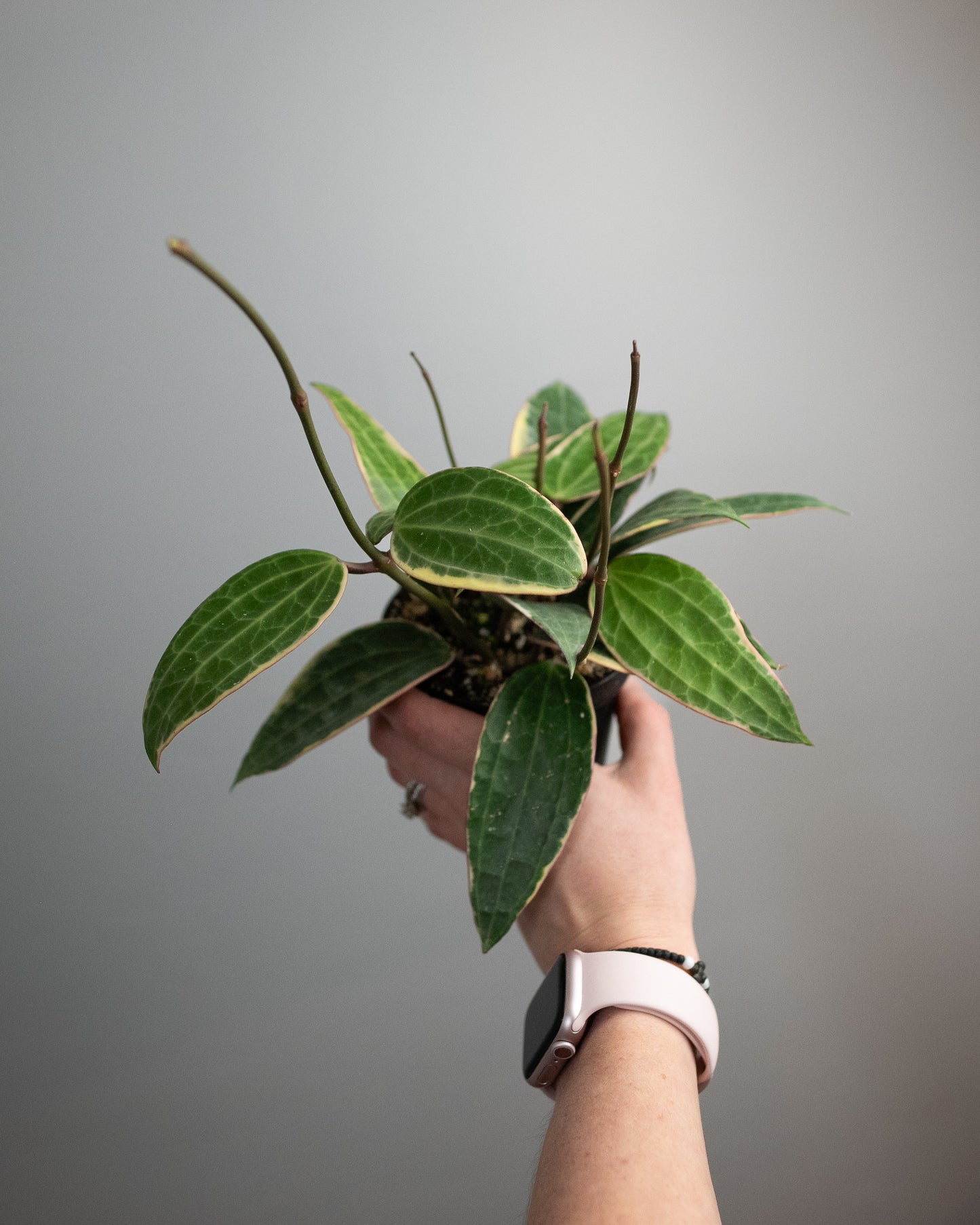 4" Variegated Hoya 'Macrophylla'