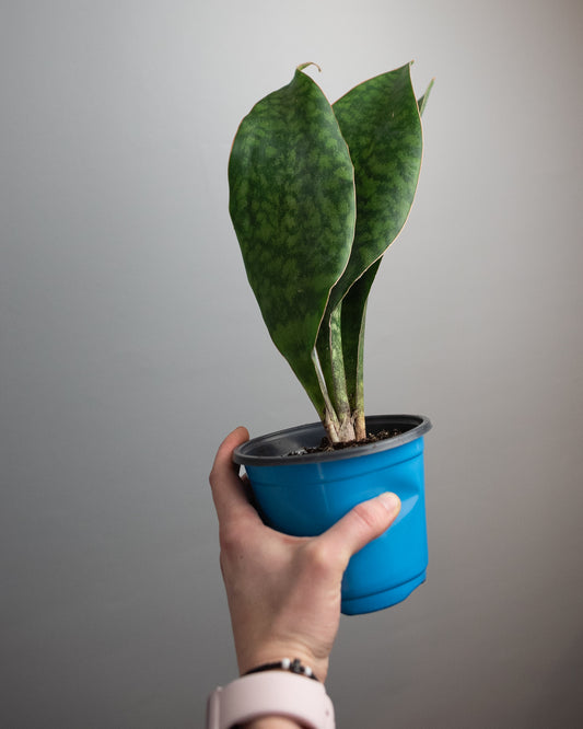 4.5" Sansevieria masoniana 'Whale Fin'