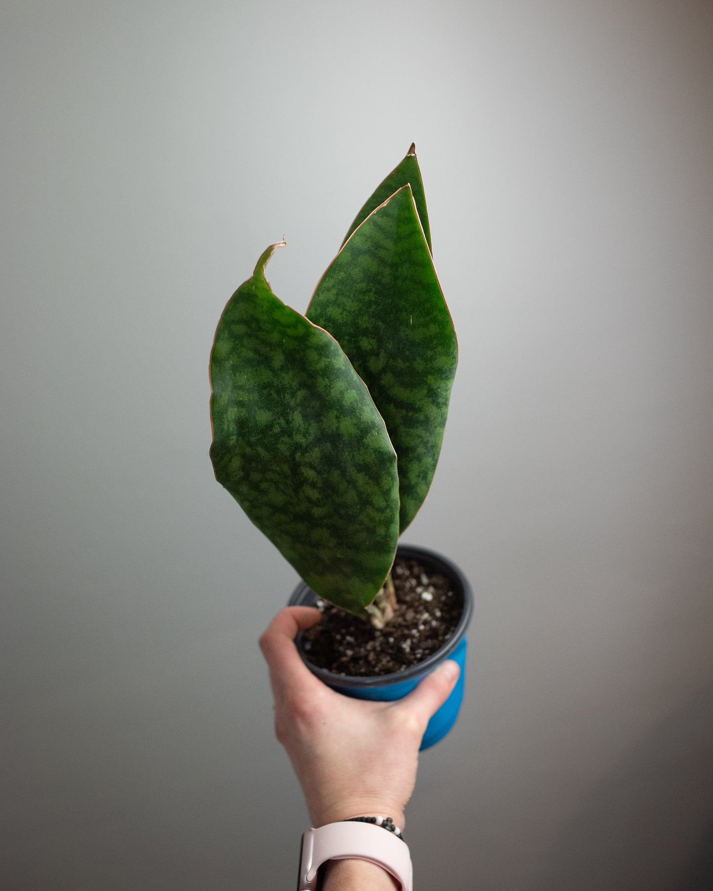 4.5" Sansevieria masoniana 'Whale Fin'