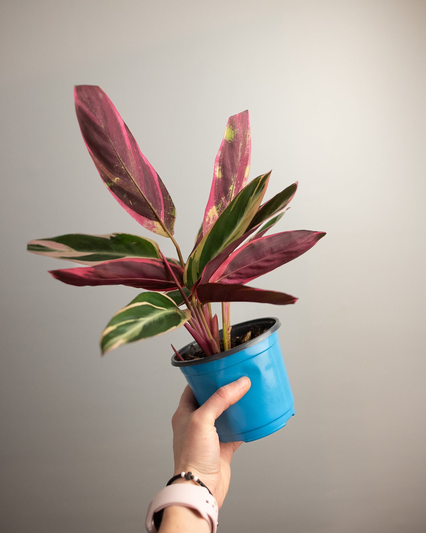 4.5" Stromanthe 'Triostar'