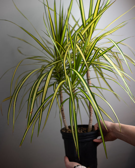 6" Dracaena 'Kiwi'