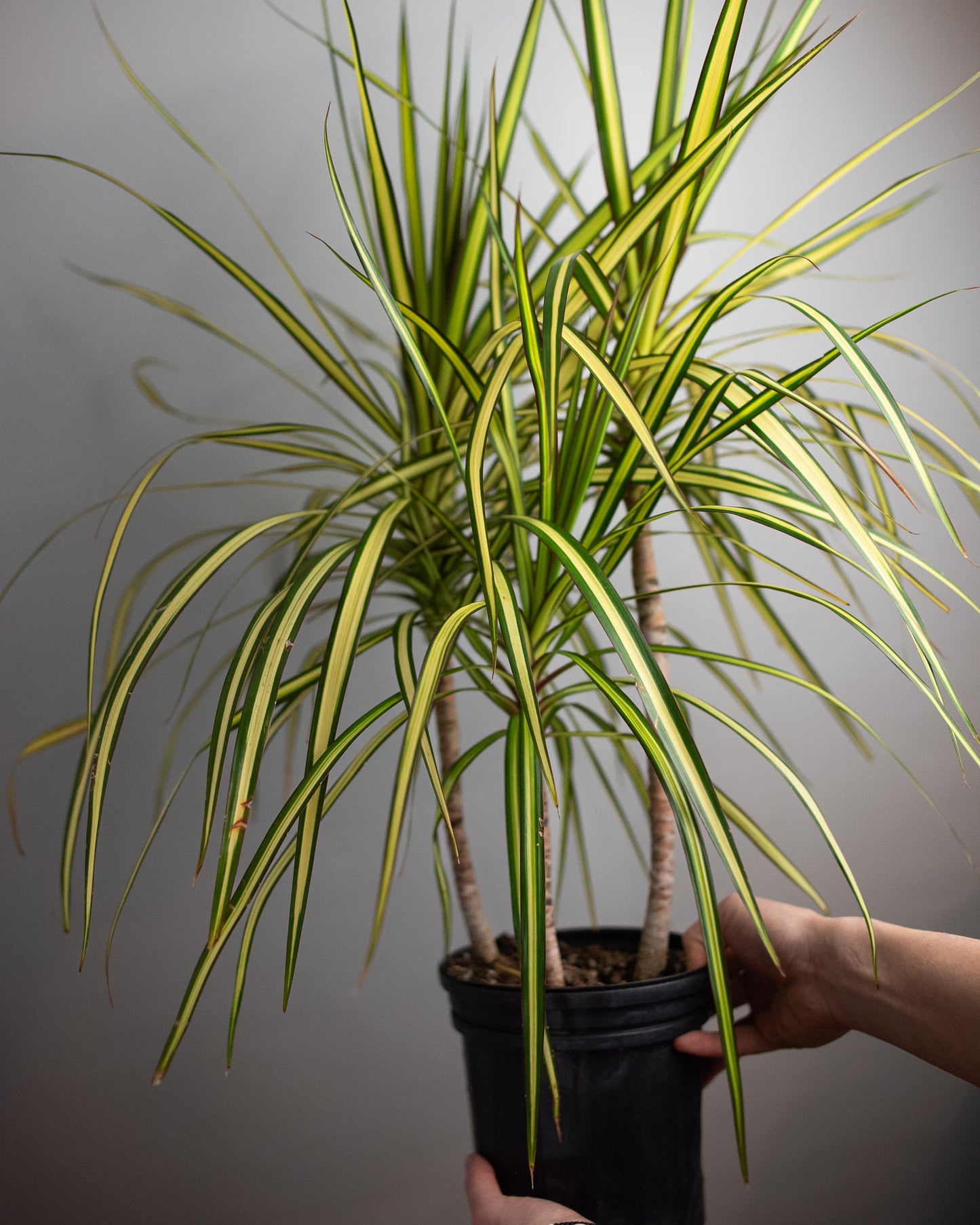 6" Dracaena 'Kiwi'