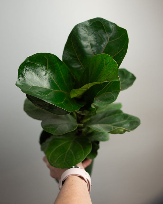 6" Fiddle Leaf Fig