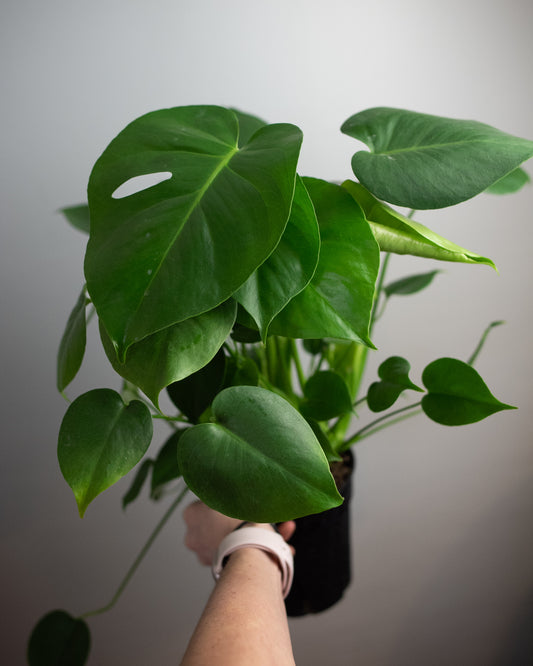 6" Monstera deliciosa
