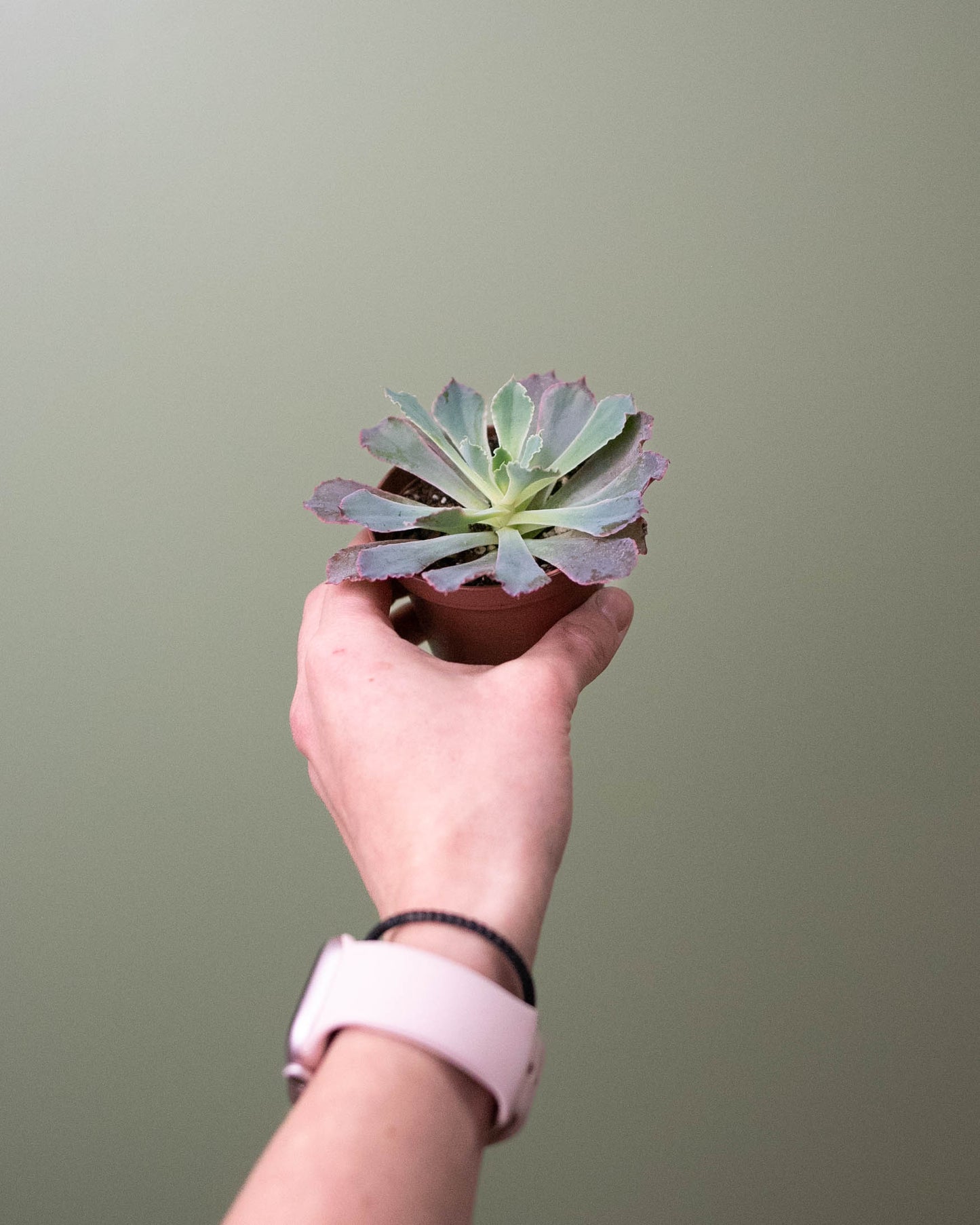 3" Succulent