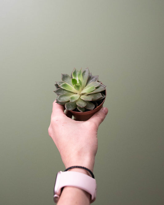 3" Succulent