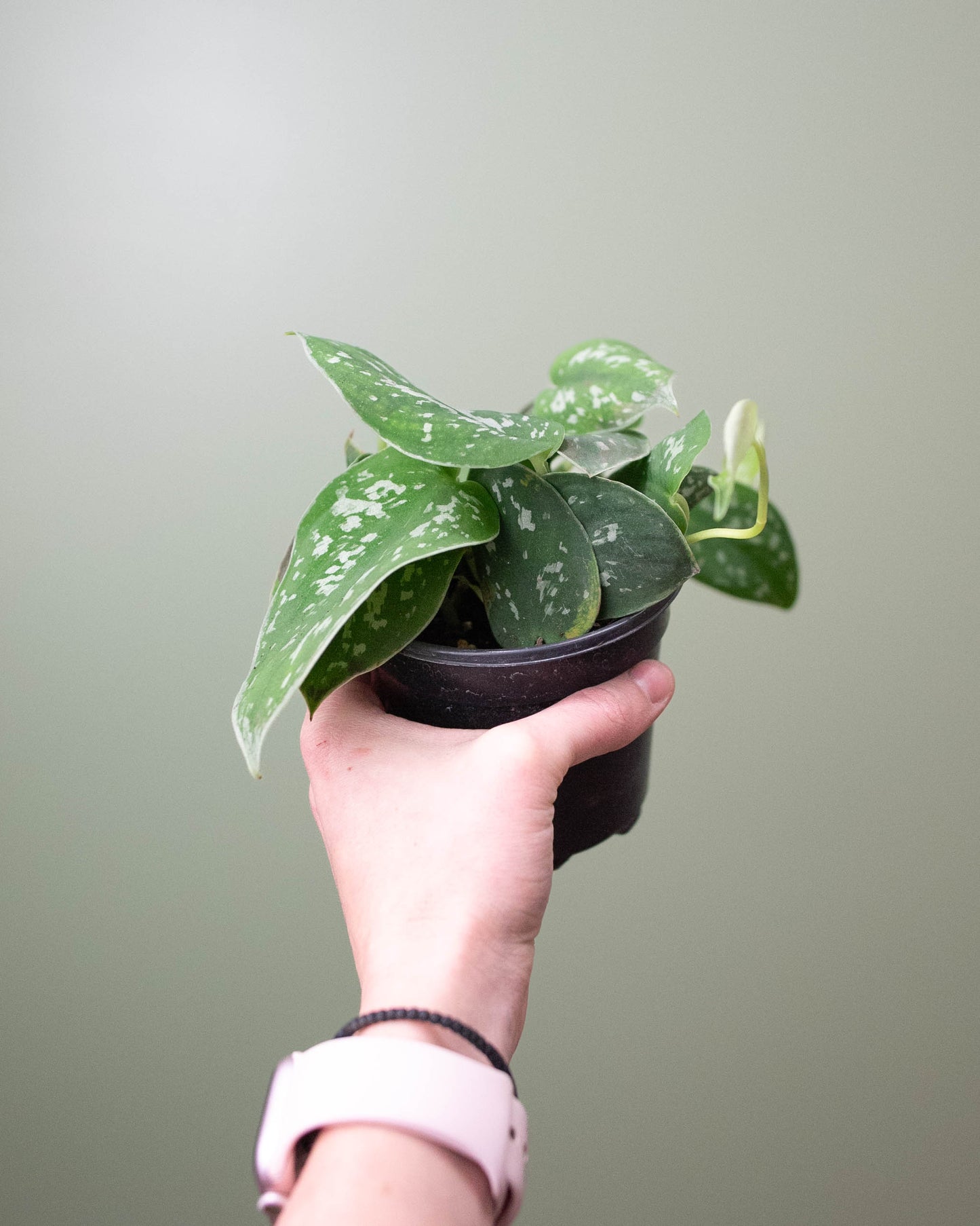 4" Scindapsus pictus 'Argyraeus'
