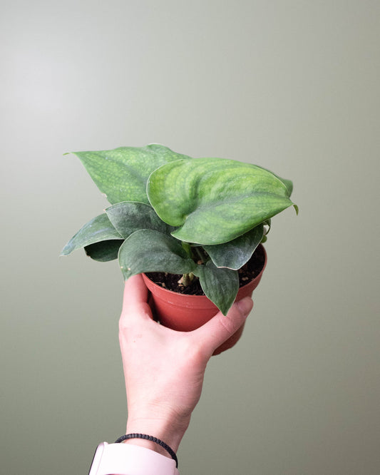 4" Scindapsus Pictus 'Jade Satin'