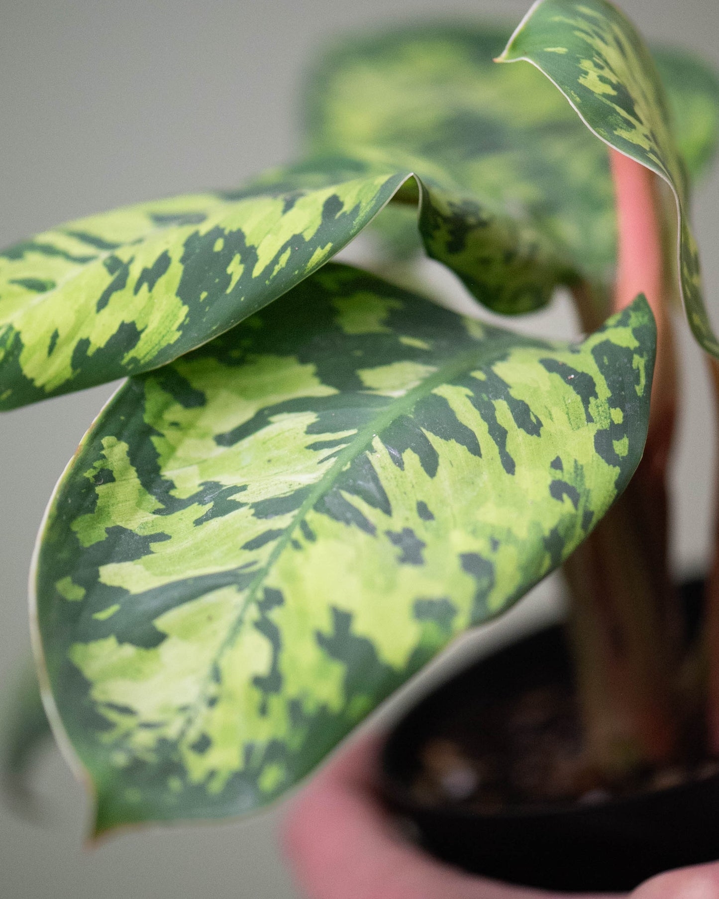 6" Homalomena wallisii 'Camouflage'