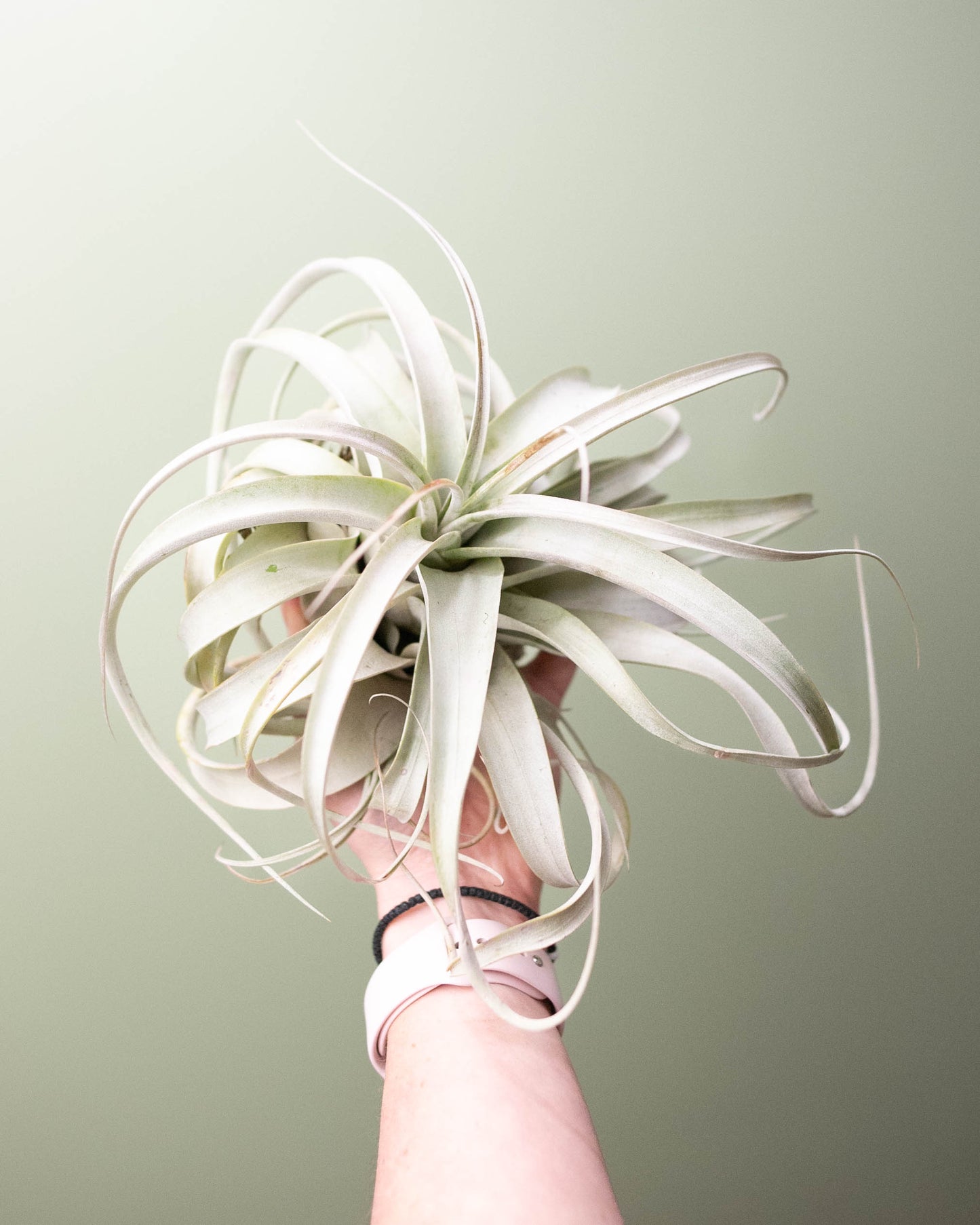 Tillandsia xerographica XL
