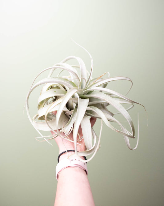 Tillandsia xerographica XL