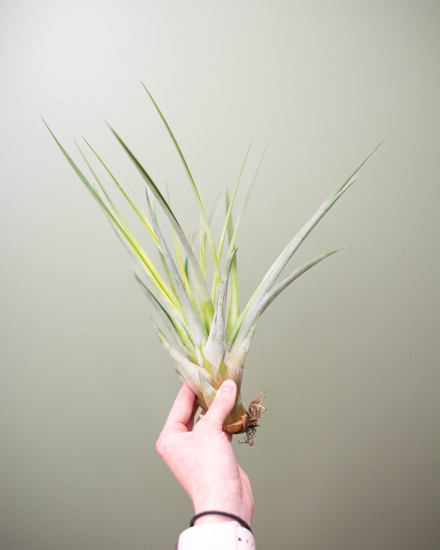 Tillandsia (assorted) - XL