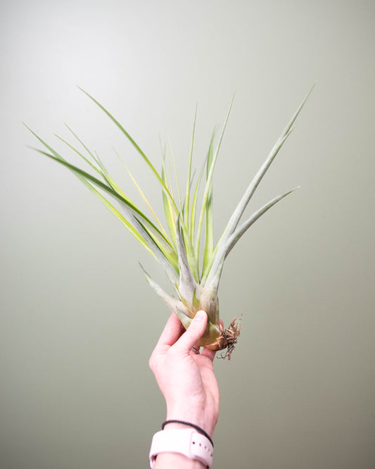 Tillandsia (assorted) - XL
