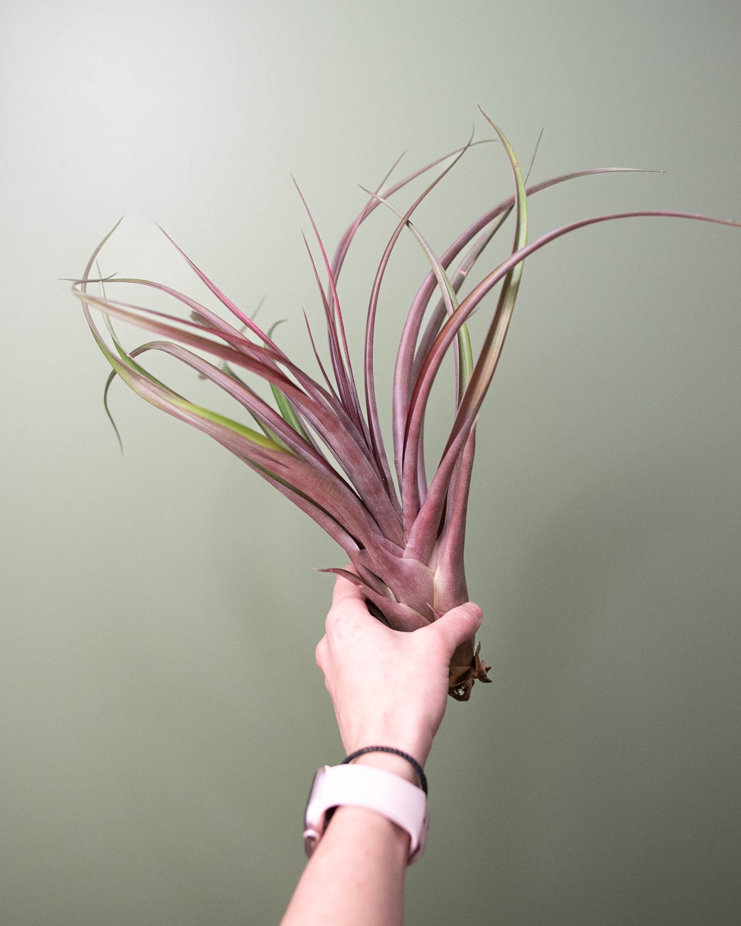 Tillandsia (assorted) - XL