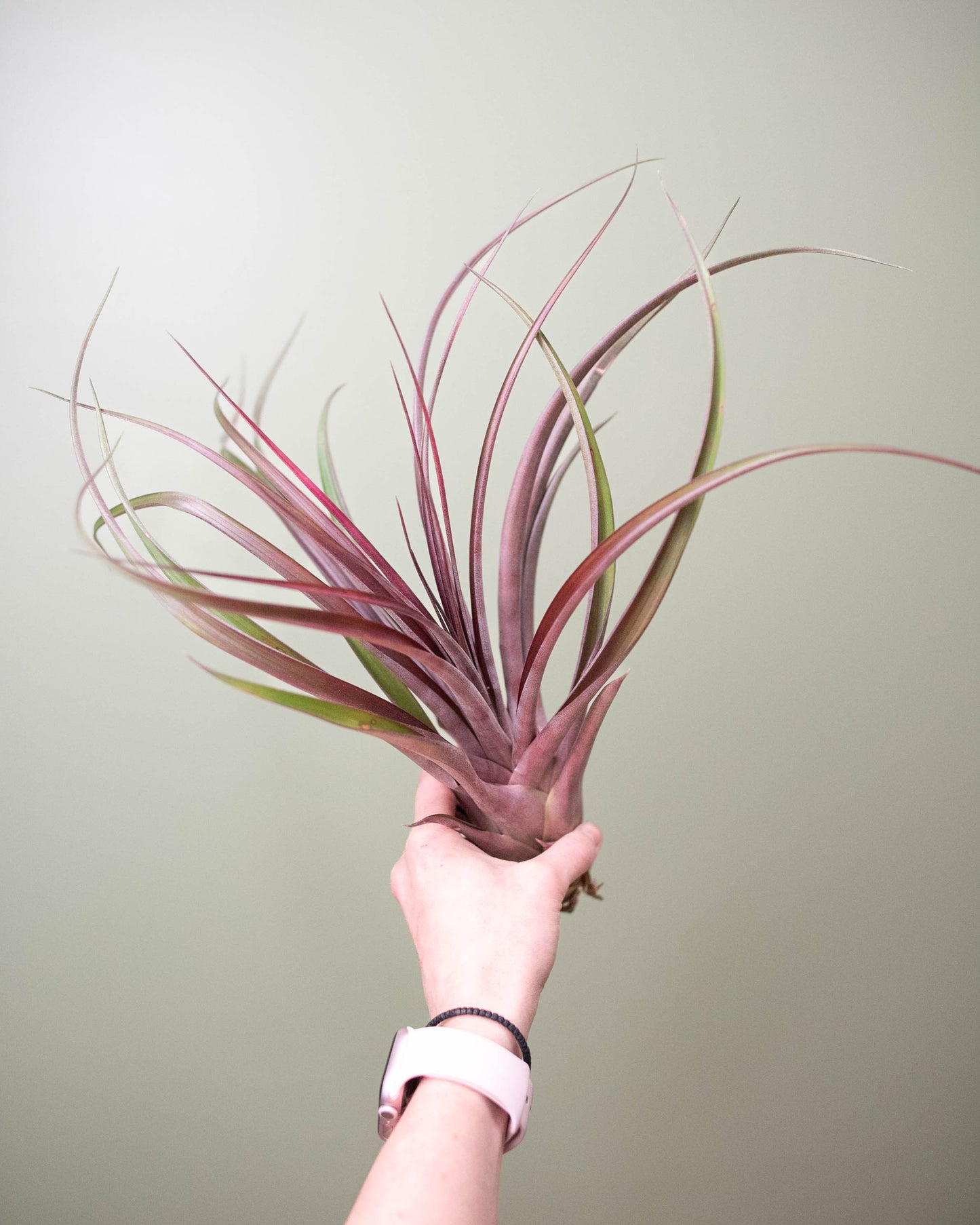 Tillandsia (assorted) - XL