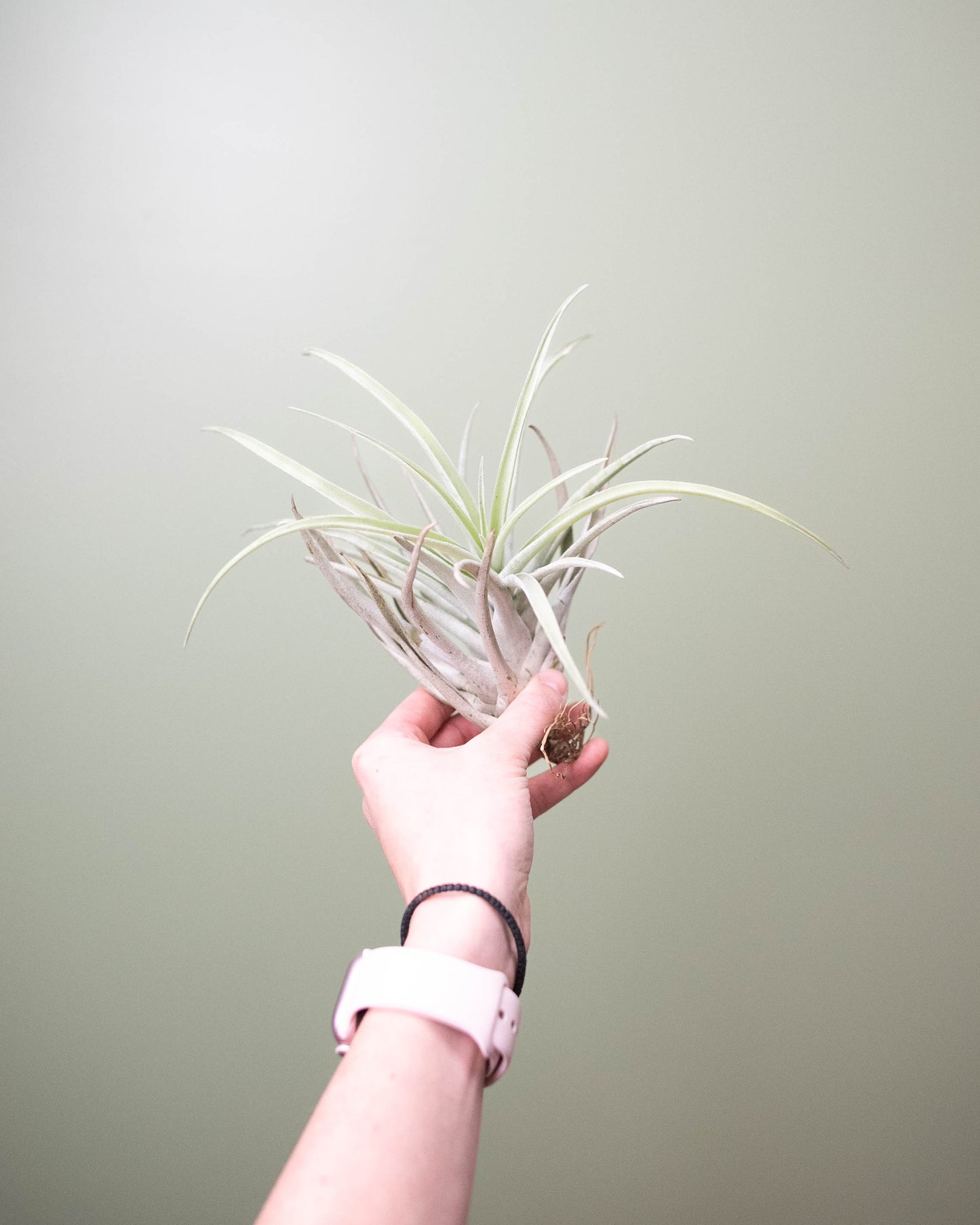 Tillandsia (assorted) - Large