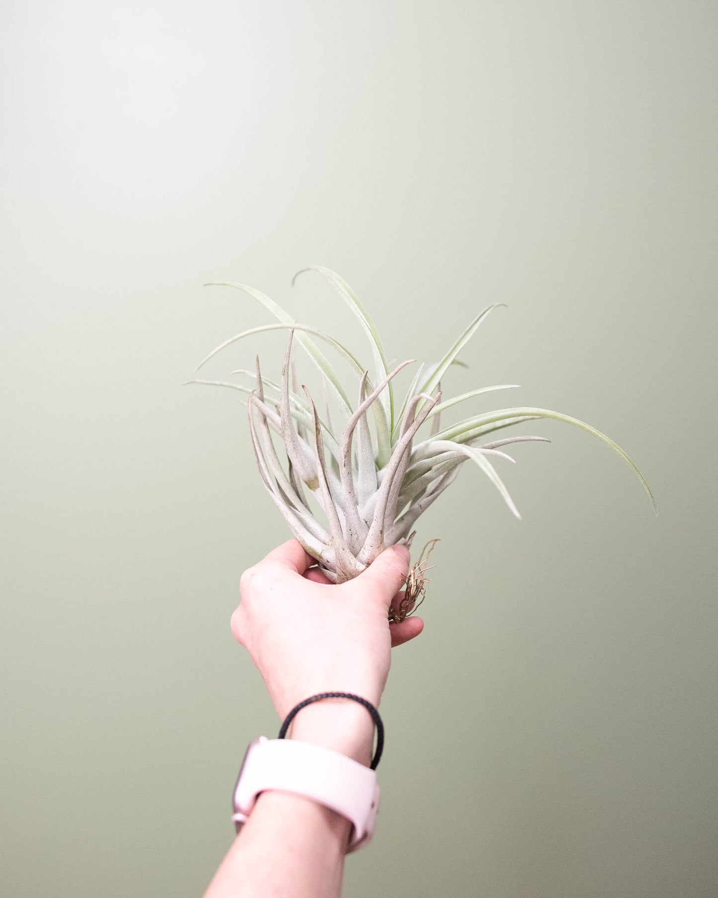 Tillandsia (assorted) - Large