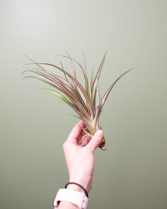 Tillandsia (assorted) - Large