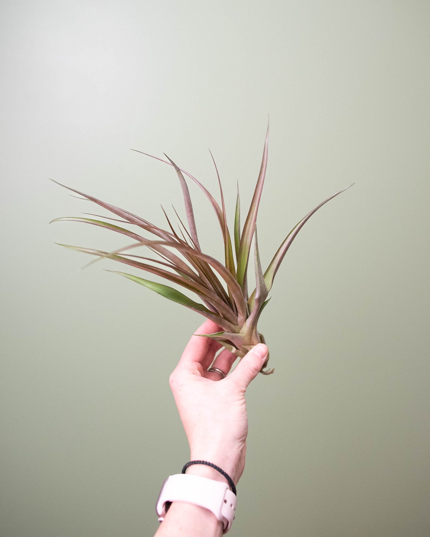 Tillandsia (assorted) - Large