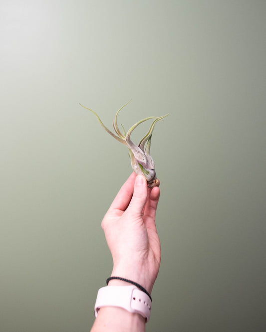 Tillandsia (assorted) - Medium