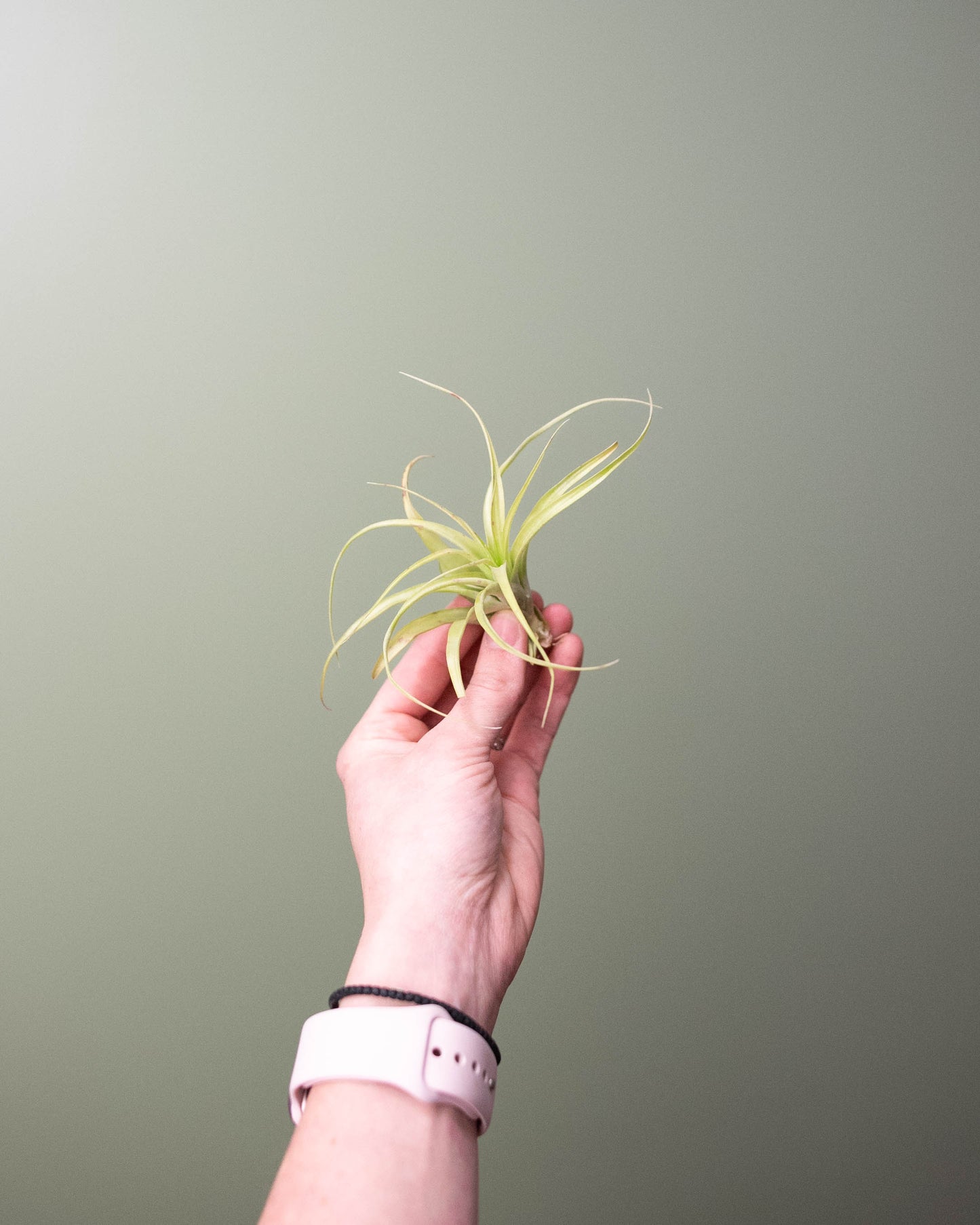Tillandsia (assorted) - Medium