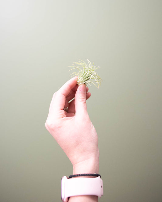 Tillandsia (assorted) - Small
