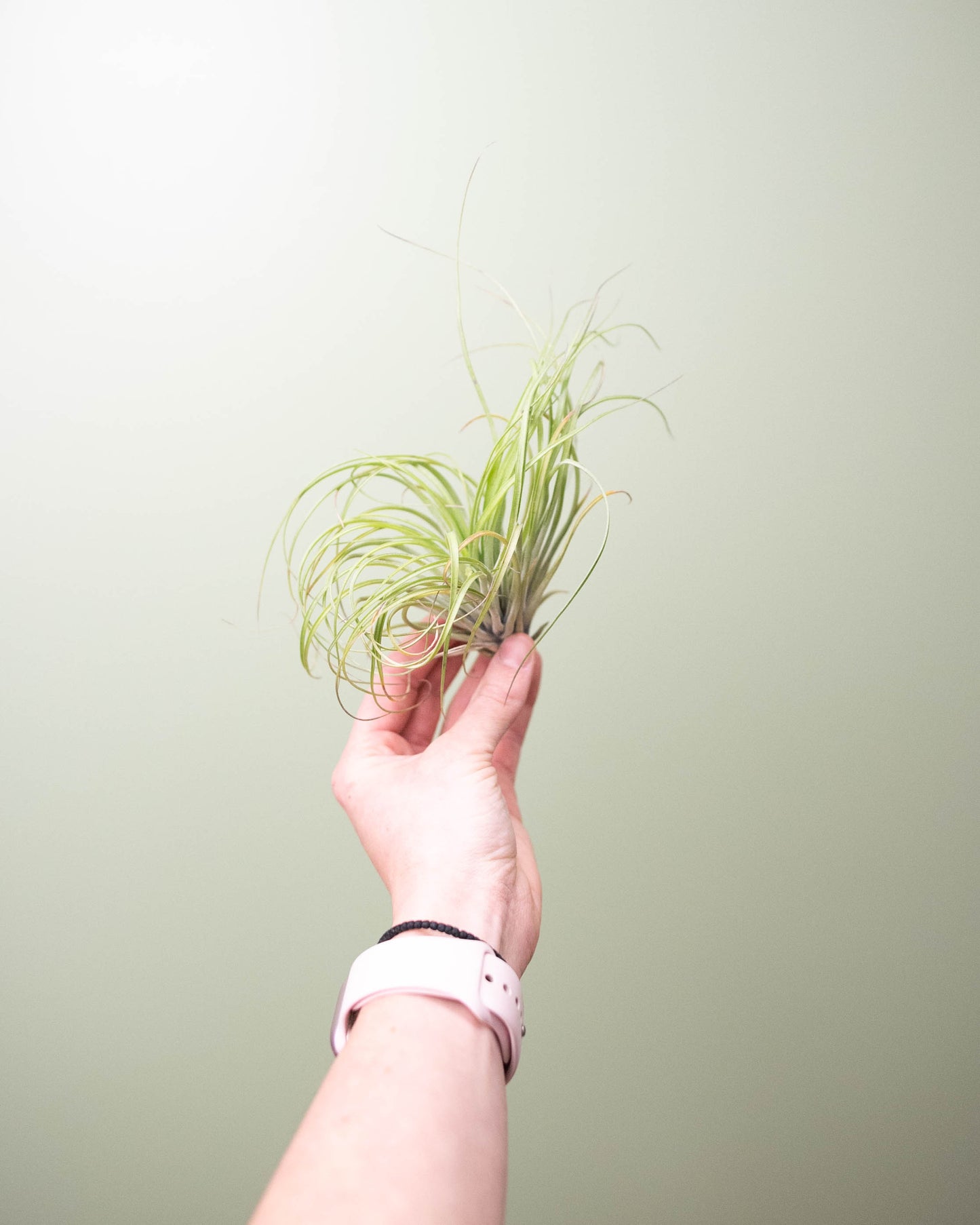 Tillandsia (assorted) - Medium