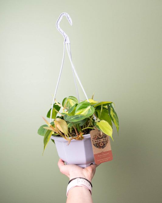 Philodendron 'Brasil' - 6" Hanging Basket