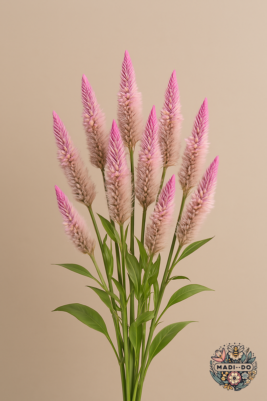 Celosia 'Flamingo Feather'