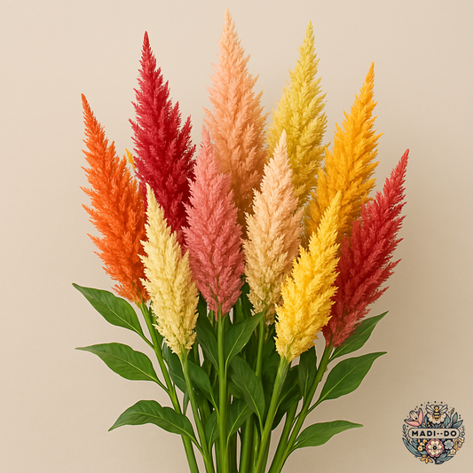 Celosia 'Pampas Plume'
