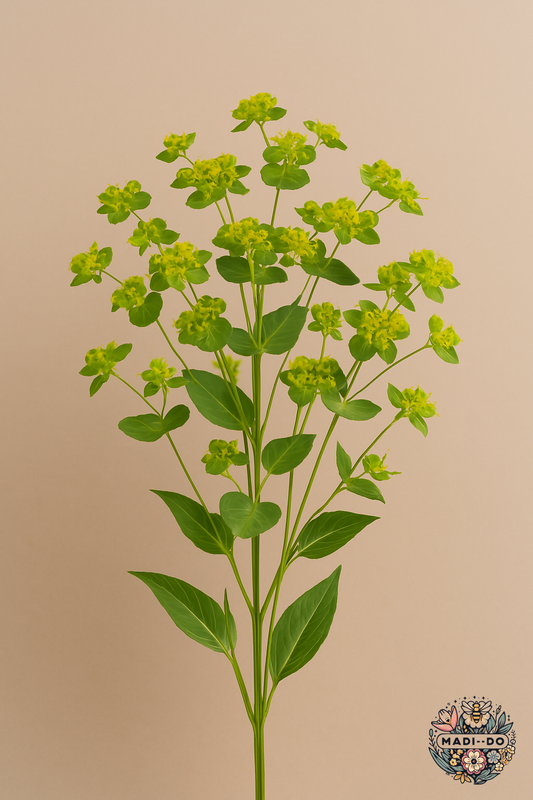 Bupleurum (Green Gold)