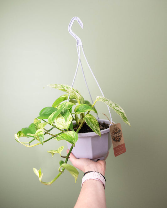 Pothos 'Marble Queen' - 6" Hanging Basket
