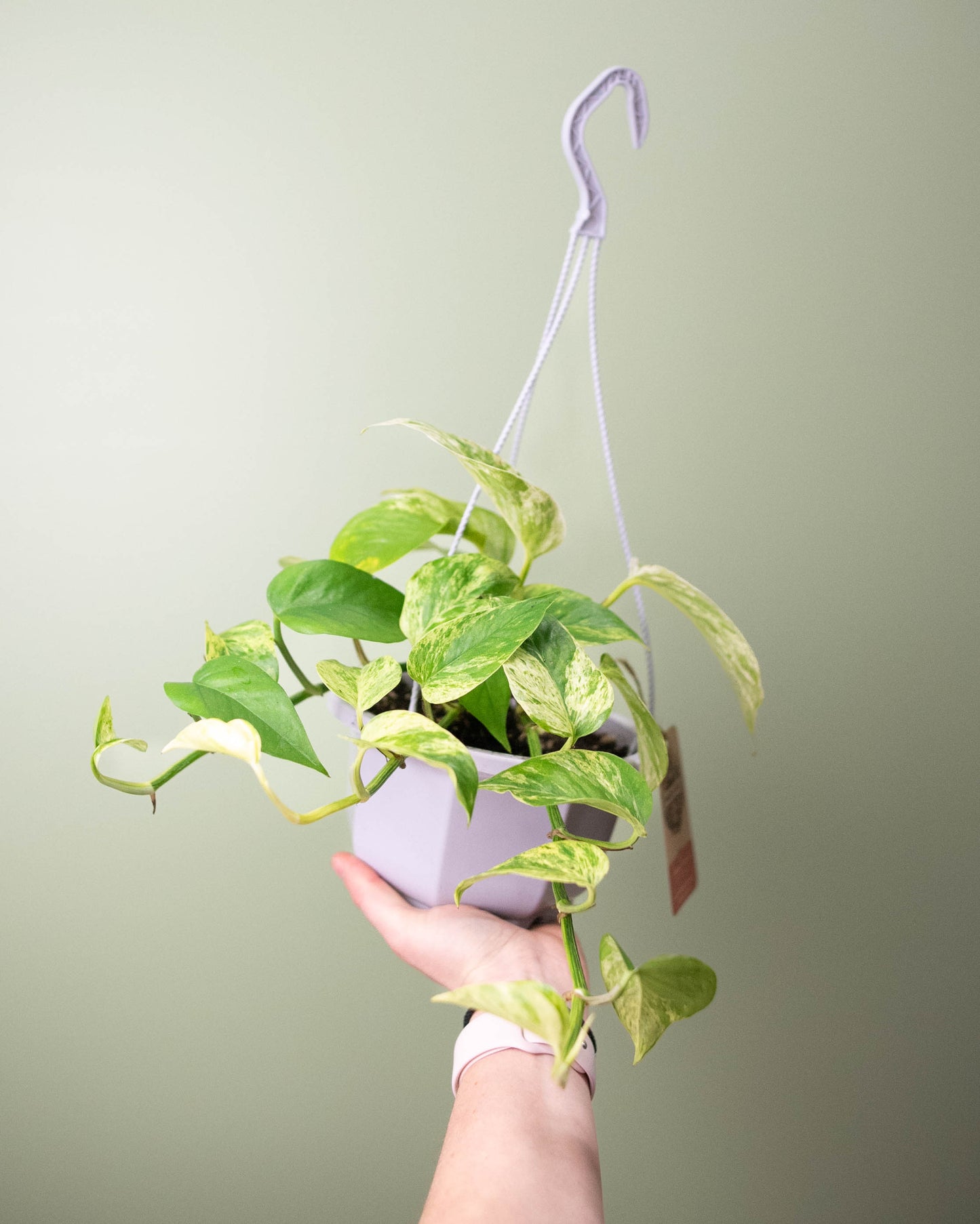 Pothos 'Marble Queen' - 6" Hanging Basket