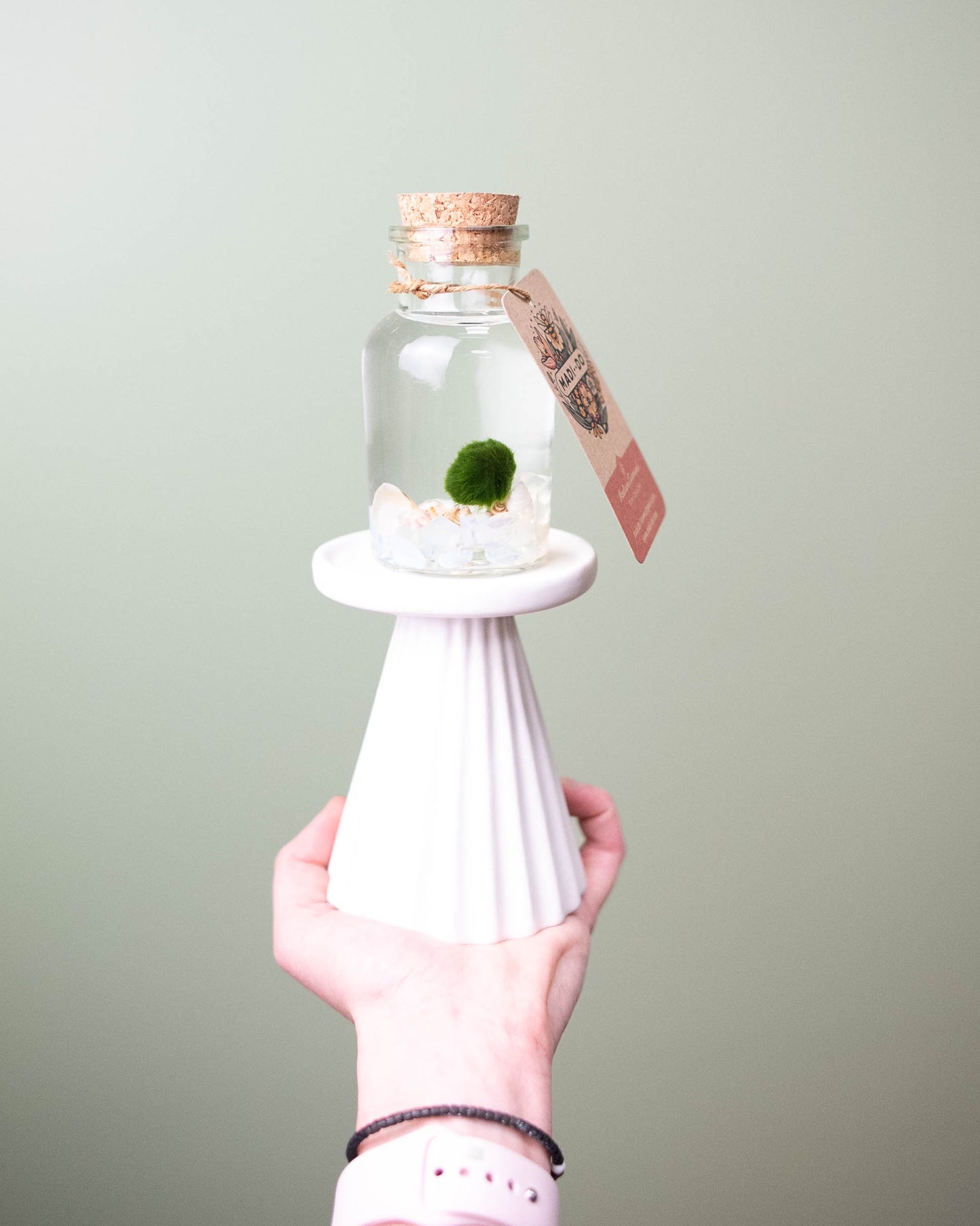 Marimo Moss Ball - Large Terrarium