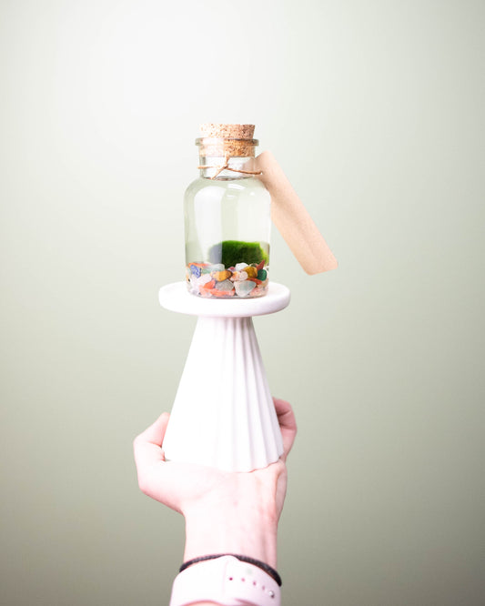 Marimo Moss Ball - Large Terrarium