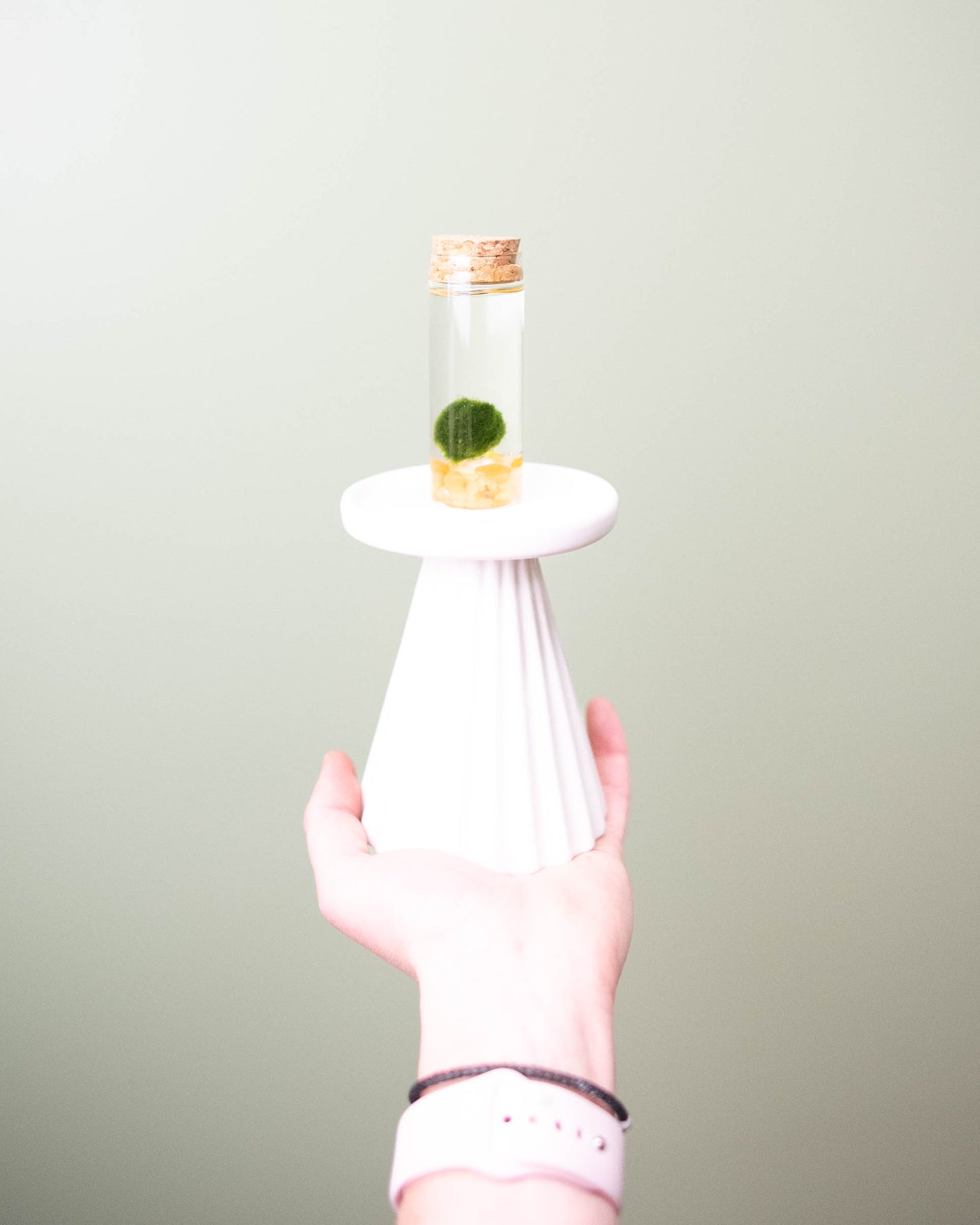 Marimo Moss Ball - Small Terrarium