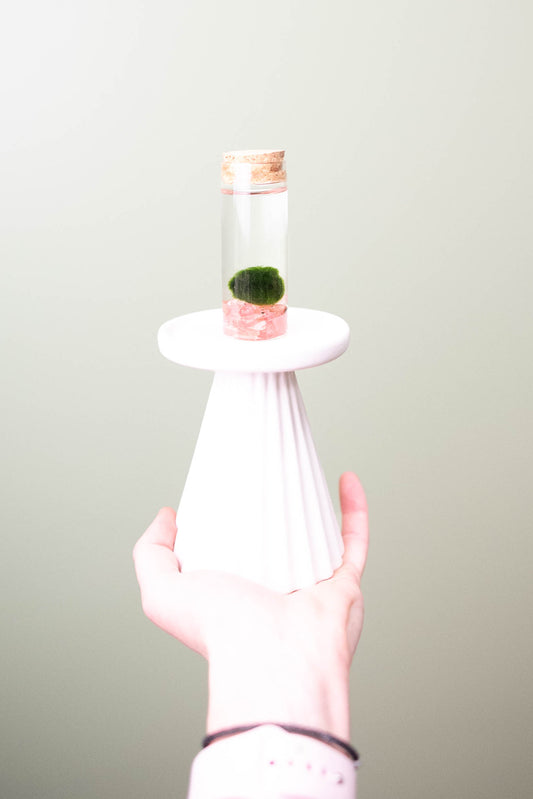 Marimo Moss Ball - Small Terrarium