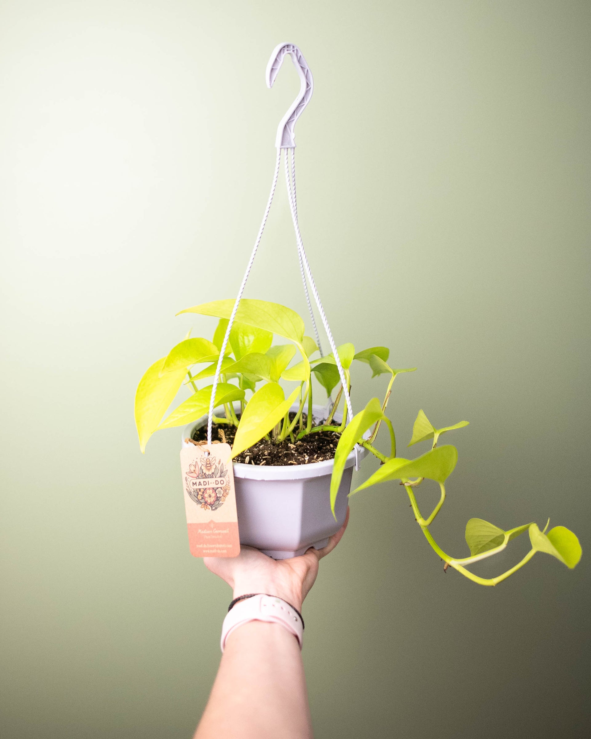 neon pothos hanging plant Pothos 'Neon'