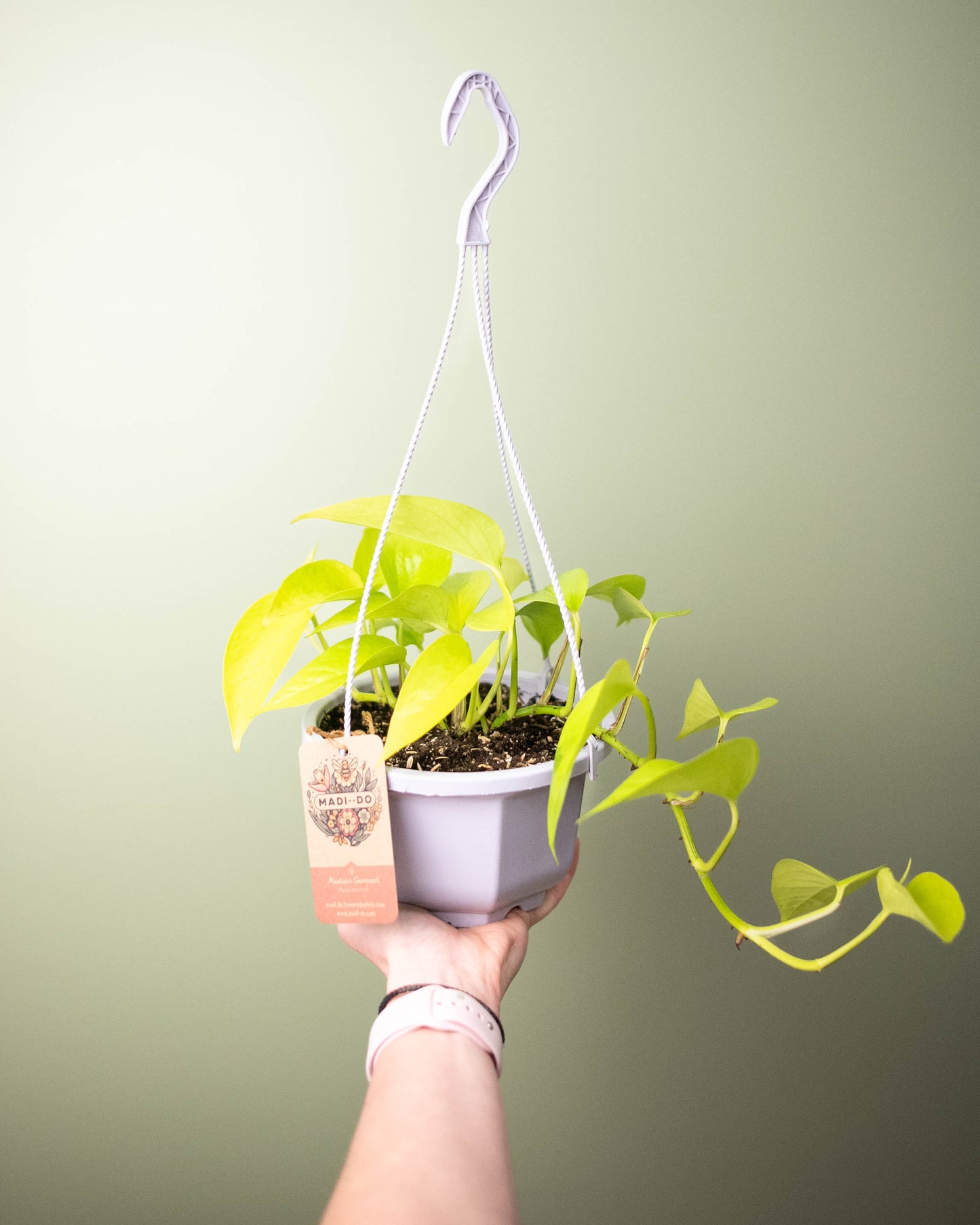 Pothos 'Neon' - 6" Hanging Basket