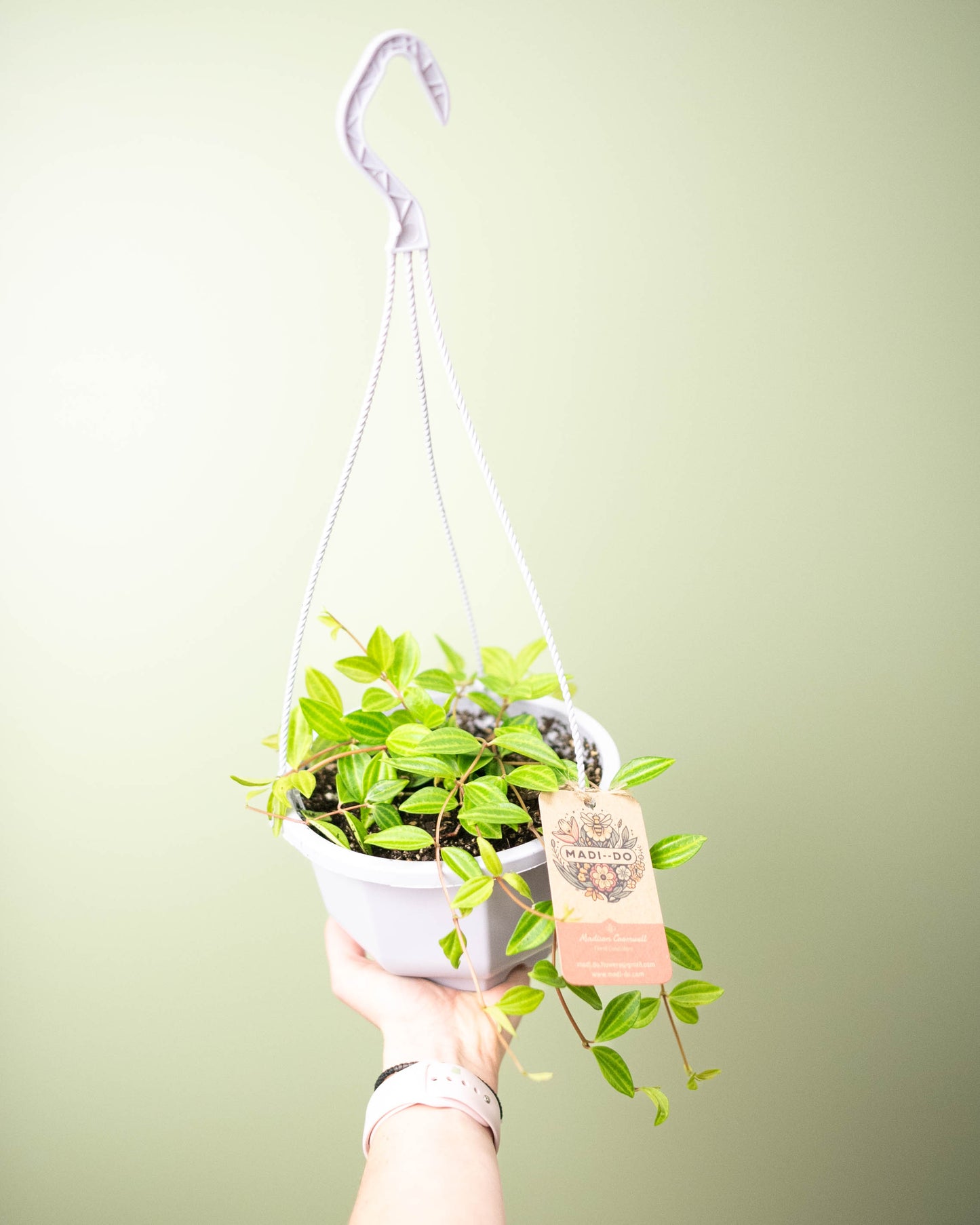 Peperomia quadrangularis - 6" Hanging Basket