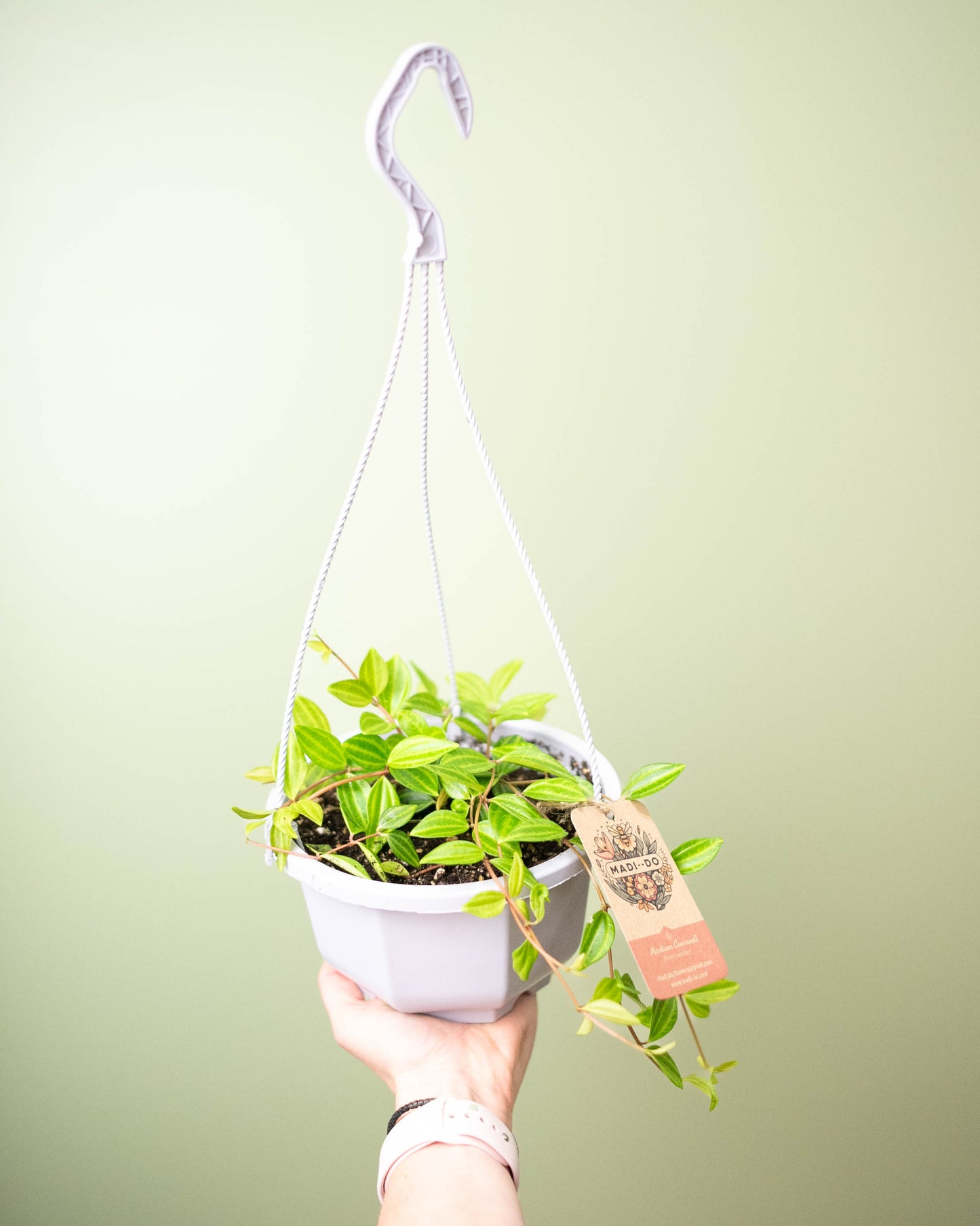 Peperomia quadrangularis - 6" Hanging Basket