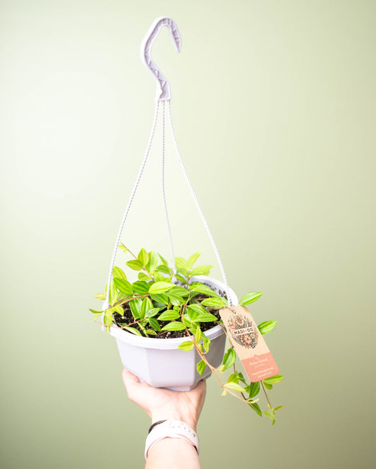 Peperomia quadrangularis - 6" Hanging Basket