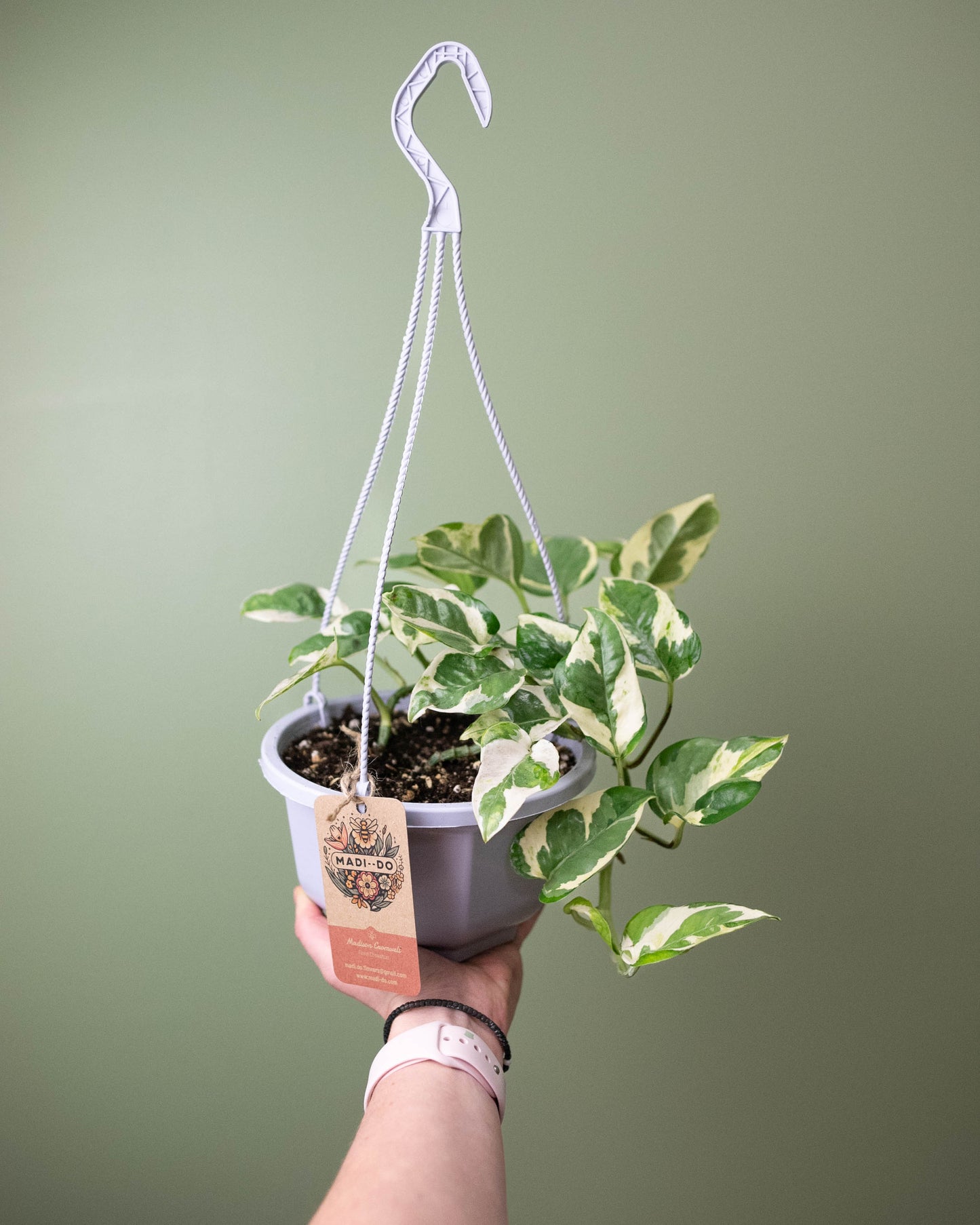 Pothos 'Pearls n Jade' - 6" Hanging Basket