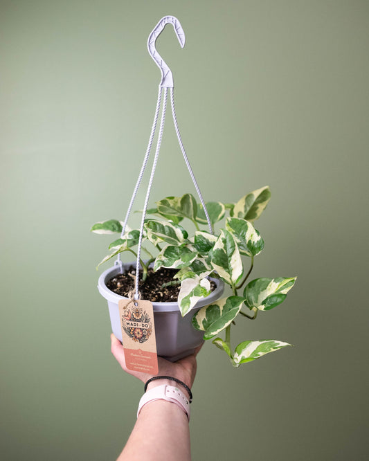 Pothos 'Pearls n Jade' - 6" Hanging Basket