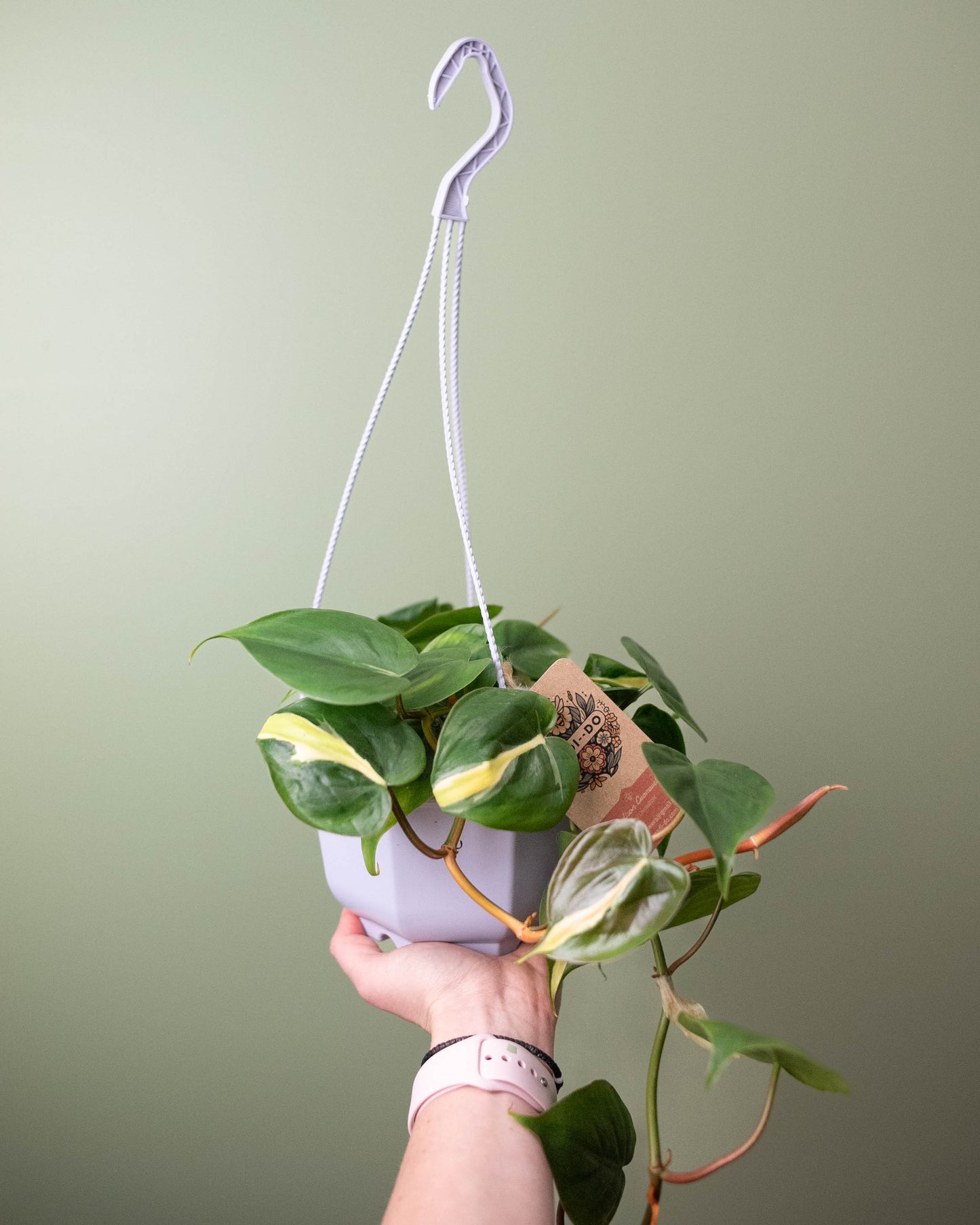 Philodendron 'Rio' - 6" Hanging Basket