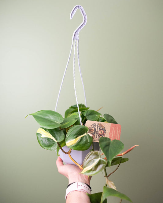 Philodendron 'Rio' - 6" Hanging Basket